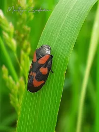 Bloedcicade [Cercopis vulnerata]